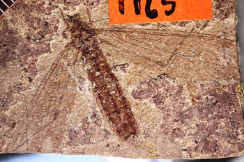 Media type: image;   Entomology PALE-1165